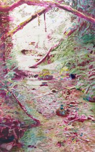Vibrant Forest Stream