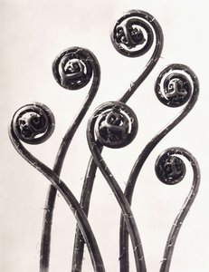 Adiantum Pedatum - American Maidenhair Fern, Young Rolled-up Fronds Enlarged Eight Times