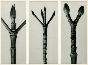 Cornus Nuttallii, 1929 by Karl Blossfeldt
