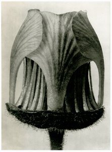 Geum Rivale by Karl Blossfeldt