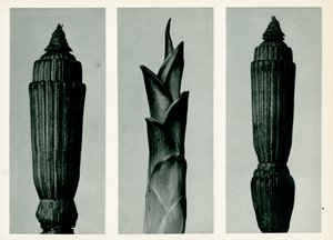 Horsetail Rush by Karl Blossfeldt
