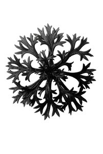 Original forms of art by Karl Blossfeldt