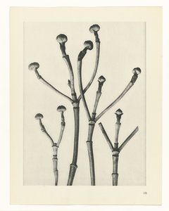 Plant Studies (Urformen der Kunst: photographic plant images series) by Karl Blossfeldt