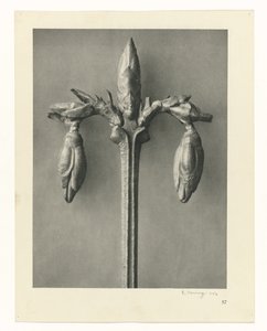 Plant Studies (Urformen der Kunst: photographic plant images series) by Karl Blossfeldt