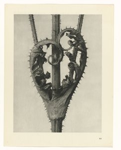 Plant Studies (Urformen der Kunst: photographic plant images series) by Karl Blossfeldt