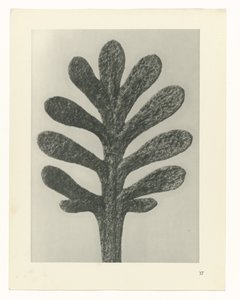 Plant Studies (series title: Urformen der Kunst: Photographic Plant Images) by Karl Blossfeldt