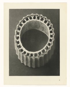 Plant Studies: Photographic Plant Images (series title) by Karl Blossfeldt