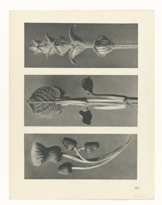 Plant Study by Karl Blossfeldt