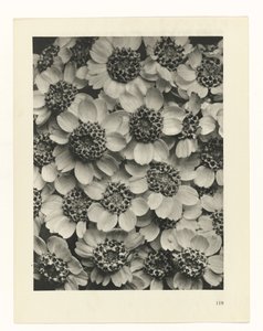 Plant Study by Karl Blossfeldt