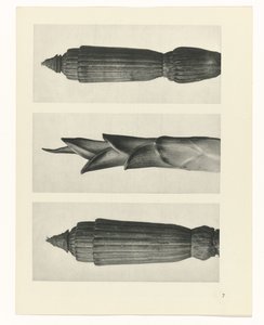 Plant Study by Karl Blossfeldt
