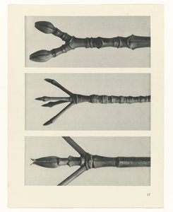 Plant Study by Karl Blossfeldt