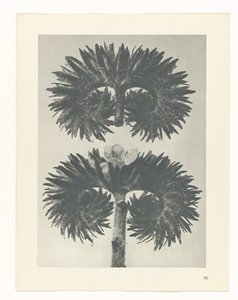 Plant Study by Karl Blossfeldt