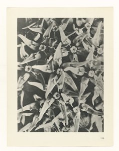 Plant Study by Karl Blossfeldt