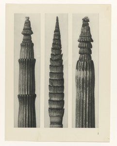 Plant Study by Karl Blossfeldt