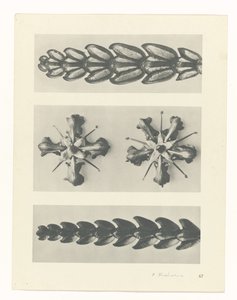 Plant Study by Karl Blossfeldt