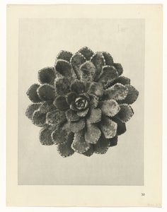 Plant Study (Urformen der Kunst series) by Karl Blossfeldt
