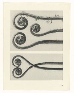 Plant Study (Urformen der Kunst series) by Karl Blossfeldt