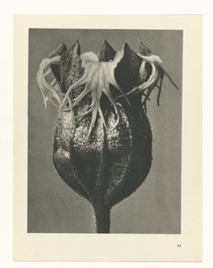 Plant Study (Urformen der Kunst series) by Karl Blossfeldt
