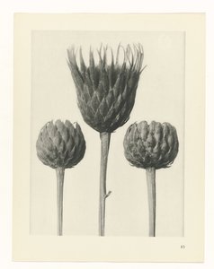 Plant Study (Urformen der Kunst series) by Karl Blossfeldt