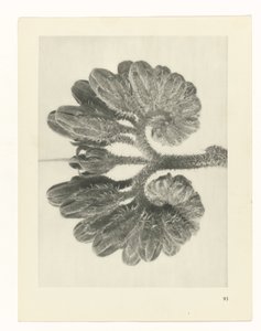 Plant Study (Urformen der Kunst series) by Karl Blossfeldt
