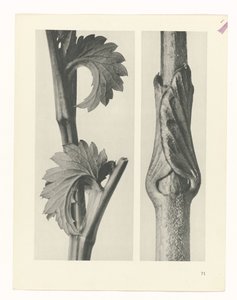 Plant Study (Urformen der Kunst series) by Karl Blossfeldt