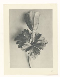 Plant Study (Urformen der Kunst series) by Karl Blossfeldt