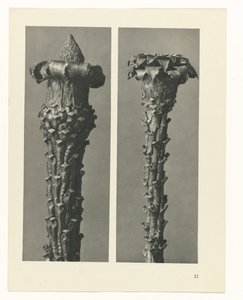 Plant Study (Urformen der Kunst series) by Karl Blossfeldt