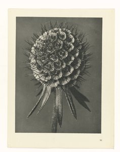Plant Study (Urformen der Kunst series) by Karl Blossfeldt