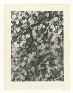 Plant Study (Urformen der Kunst series) by Karl Blossfeldt