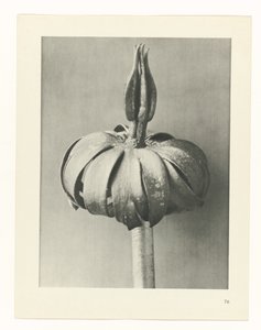 Plant Study (Urformen der Kunst series) by Karl Blossfeldt
