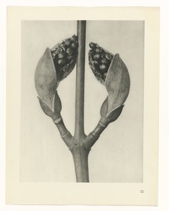 Plant Study (Urformen der Kunst series) by Karl Blossfeldt