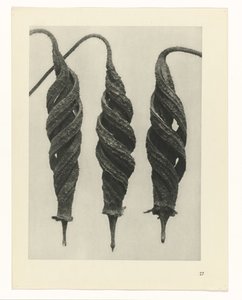 Plant Study (Urformen der Kunst series) by Karl Blossfeldt