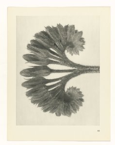 Plant Study (Urformen der Kunst series) by Karl Blossfeldt