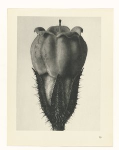 Plant Study (Urformen der Kunst series) by Karl Blossfeldt