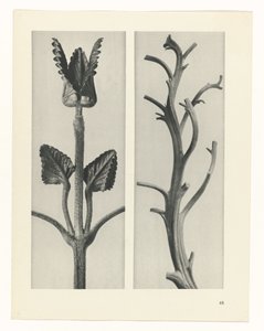 Plant Study (Urformen der Kunst series) by Karl Blossfeldt