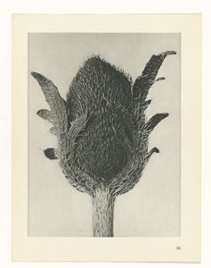 Plant Study (Urformen der Kunst series) by Karl Blossfeldt