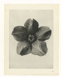 Plant Study (Urformen der Kunst series) by Karl Blossfeldt