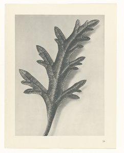 Plant Study (Urformen der Kunst series) by Karl Blossfeldt