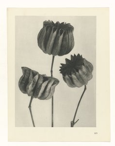 Plant Study (series title: Urformen der Kunst) by Karl Blossfeldt