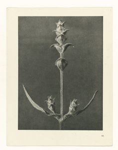 Plant Study (series title: Urformen der Kunst) by Karl Blossfeldt
