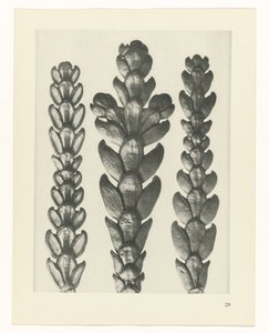 Plant Study (series title: Urformen der Kunst) by Karl Blossfeldt