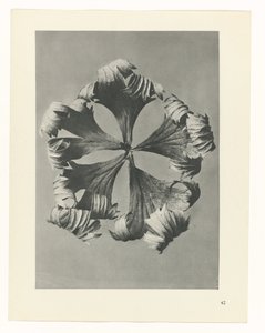 Plant Study (series title: Urformen der Kunst) by Karl Blossfeldt