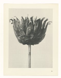 Plant Study (series title: Urformen der Kunst) by Karl Blossfeldt