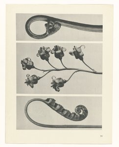 Plant Study (series title: Urformen der Kunst) by Karl Blossfeldt
