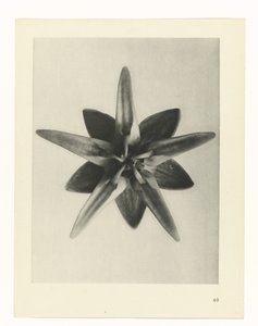 Plant Study (series title: Urformen der Kunst) by Karl Blossfeldt