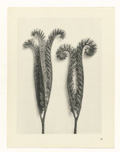 Plant Study (series title: Urformen der Kunst) by Karl Blossfeldt