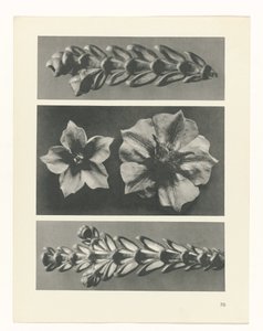 Plant Study (series title: Urformen der Kunst) by Karl Blossfeldt