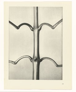 Plant Study (series title: Urformen der Kunst) by Karl Blossfeldt
