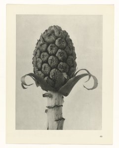 Plant Study (series title: Urformen der Kunst) by Karl Blossfeldt