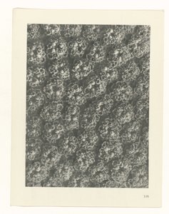 Plant Study (series title: Urformen der Kunst) by Karl Blossfeldt